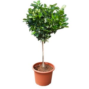 Prunus Laurocerasus Otto Luyken Opst. Ø30 H150