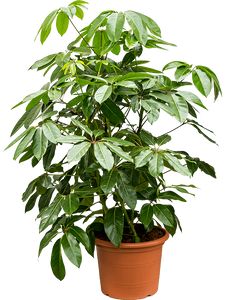 Schefflera Amate