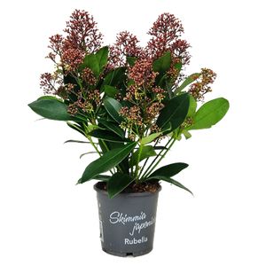 Skimmia Japonica Rubella