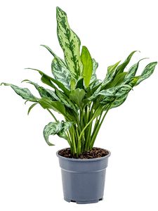 Aglaonema Maria