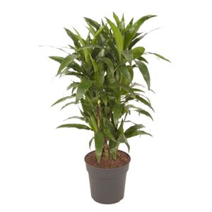 Dracaena Janet Craig Forgr.