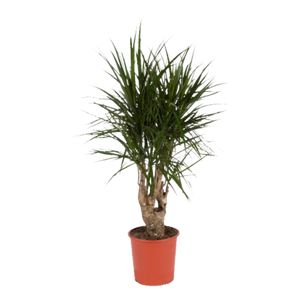 Dracaena Marginata Forgrenet