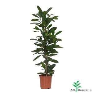 Ficus Cyathistipula 1Pp