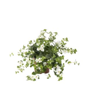 Bacopa Caroliniana Hvid Ø10,5