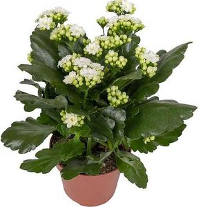 Kalanchoë Hvid