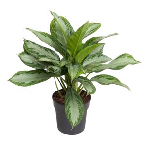 Aglaonema Silver Bay
