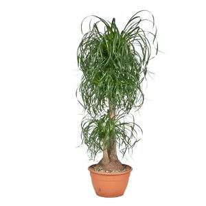 Beaucarnea Recurvata Forgrenet
