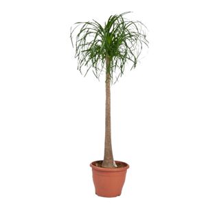Beaucarnea Recurvata Et-Stam.