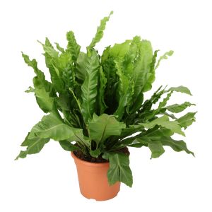 Asplenium Nidus