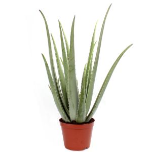 Aloe Vera Ø12 H35