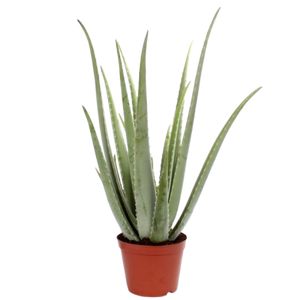 Aloe Vera Ø12 H35