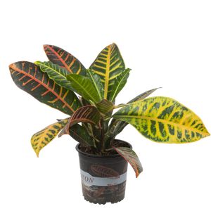 Codiaeum Var. Petra Ø12 H40 