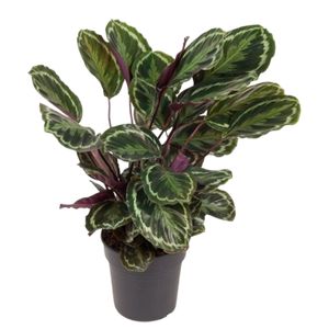 Calathea Medallion Ø24 H80 