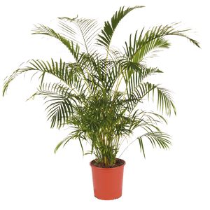 Chrysalidocarpus L. Areca