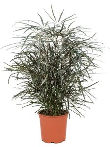 Dizygotheca Elegantissima Ø26 H100