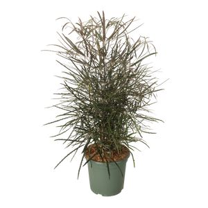 Dizygotheca Elegantissima Ø26 H100