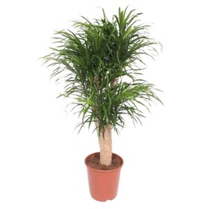 Dracaena Reflexa Anita Forgr.