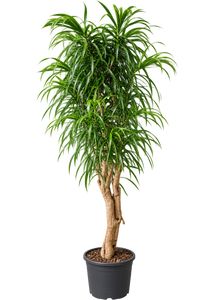 Dracaena Reflexa Anita Forgr.