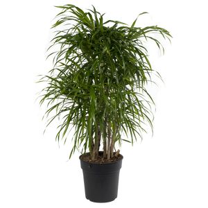 Dracaena Reflexa Anita Forgrenet
