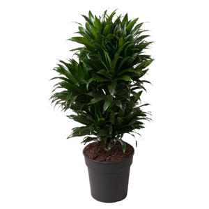 Dracaena Compacta Forgrenet