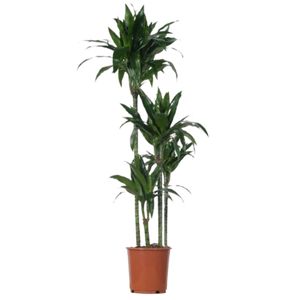 Dracaena Janet Craig 4Pp Ø27 H170