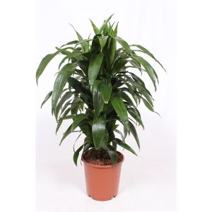 Dracaena Janet Craig Forgr.