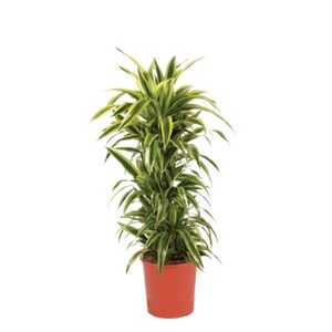 Dracaena Lemon Lime Forgrenet