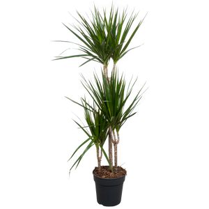 Dracaena Marginata 3Pp Ø24 H140
