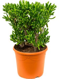 Crassula Horntree