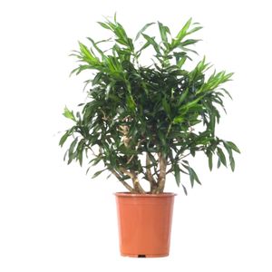 Dracaena Song Of Jamaica