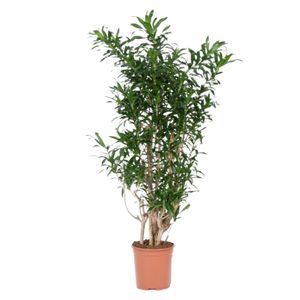 Dracaena Song Of Jamaica