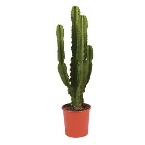 Euphorbia Ingens