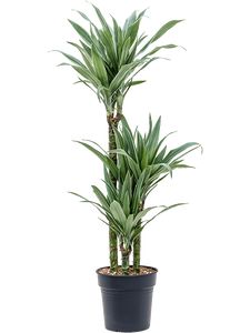 Dracaena Warneckii Tre-Stam.