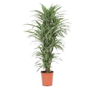 Dracaena Warneckii Forgrenet