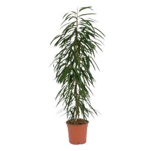 Ficus Binnendijkii 'Alii'