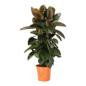 Ficus Elastica Robusta 3 pp