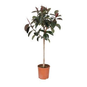 Ficus Elastica 'Robusta' Opst.