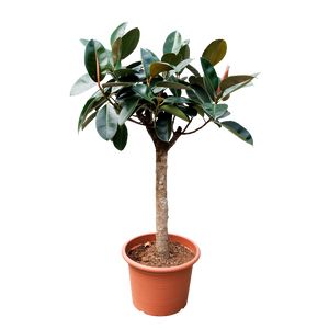 Ficus Elastica 'Robusta' Opst.