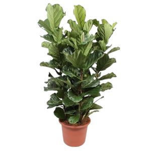 Ficus Lyrata