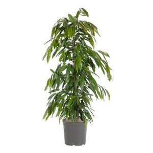 Ficus Amstel King