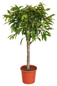 Ficus Amstel King Opst.