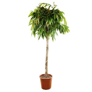 Ficus Amstel King Opst.