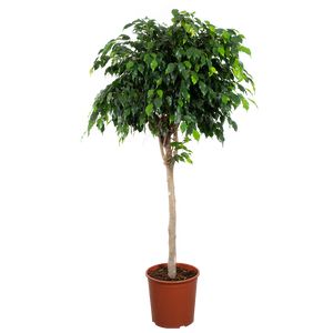 Ficus Benjamina Opst Ø32 H150