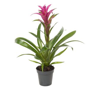 Guzmania Lilla