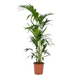 Howea Forsteriana