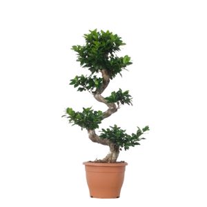 Ficus Microcarpa Bonsai
