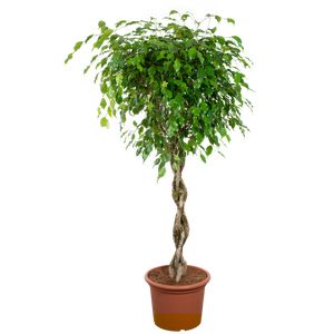 Ficus Benjamina 'Exotica' Flet