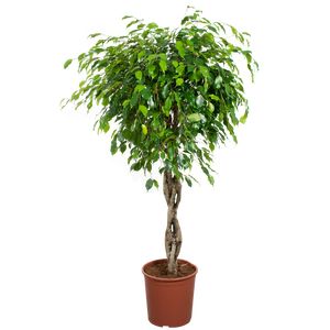 Ficus Benjamina 'Exotica' Flet
