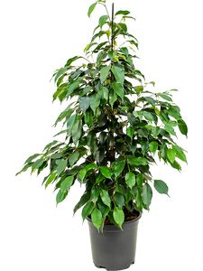 Ficus Benjamina Danielle Ø27 H150