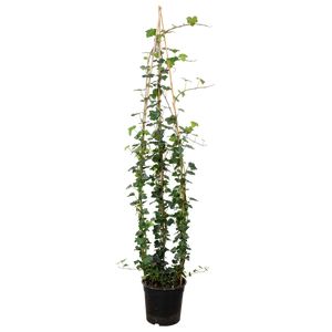 Hedera Helix 'Hibernica'  Bambus 3 pp. Ø27 H150